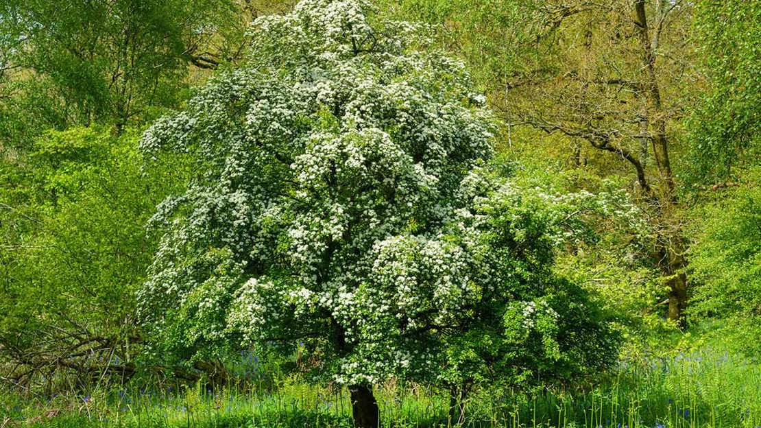 Hawtorn tree